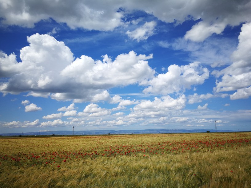 Campo di grano e papaveri nella campagna di Cerignola.