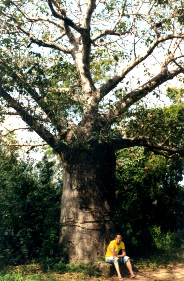 Un giovane baobab.