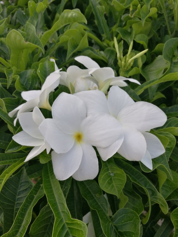 Plumeria pudica.