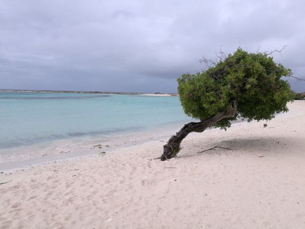 L’albero tipico dell’isola è il divi divi.