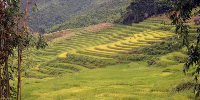 Sa Pa, le risaie dorate pronte per la raccolta.