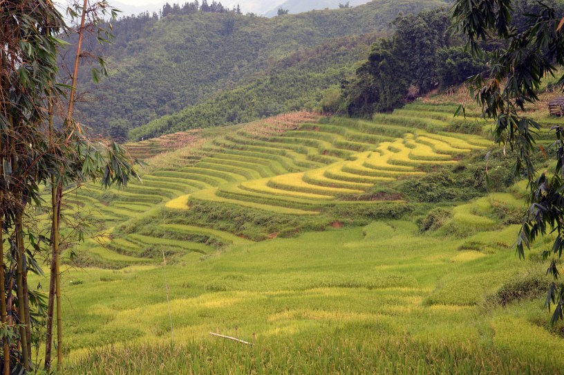 Sa Pa, le risaie dorate pronte per la raccolta.