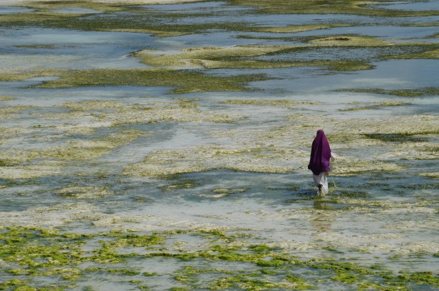 Le "mamas" di Zanzibar che coltivano le alghe.