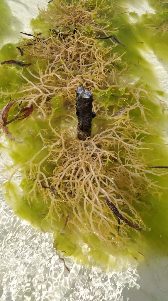 La coltivazione delle alghe in mare per i cosmetici.