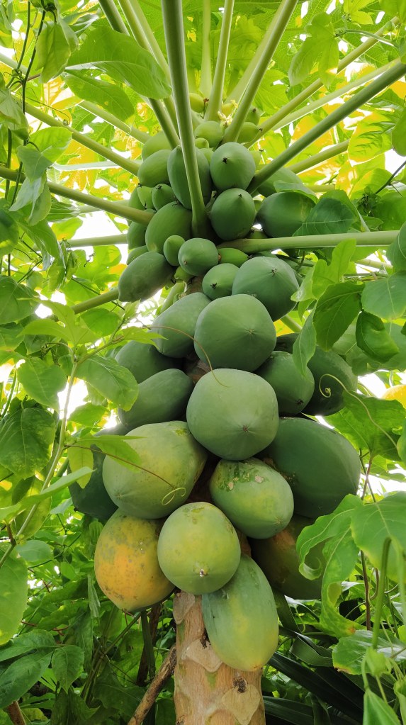 Albero di papaya.