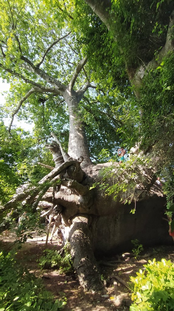 Baobab, isola di Kwale.