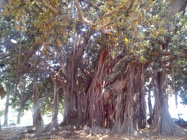 Ficus macrophylla di Piazza Garibaldi.