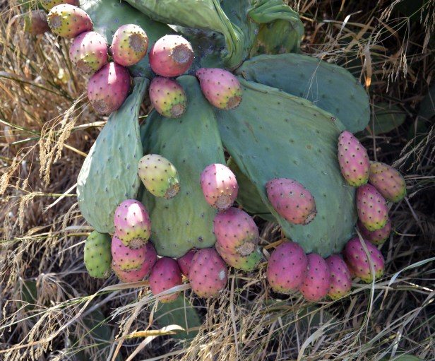 In Puglia, nei pressi dei casolari abbandonati, ci sono sempre le piante dei fichi d'India.