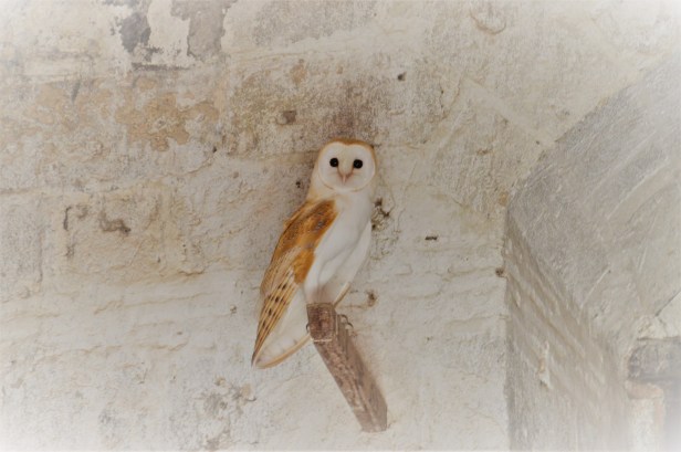 Masseria abbandonata in Contrada Santa Maria, con barbagianni.