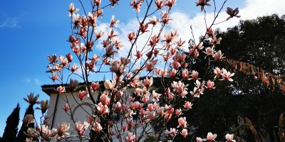 La grande magnolia all'ingresso del parco.