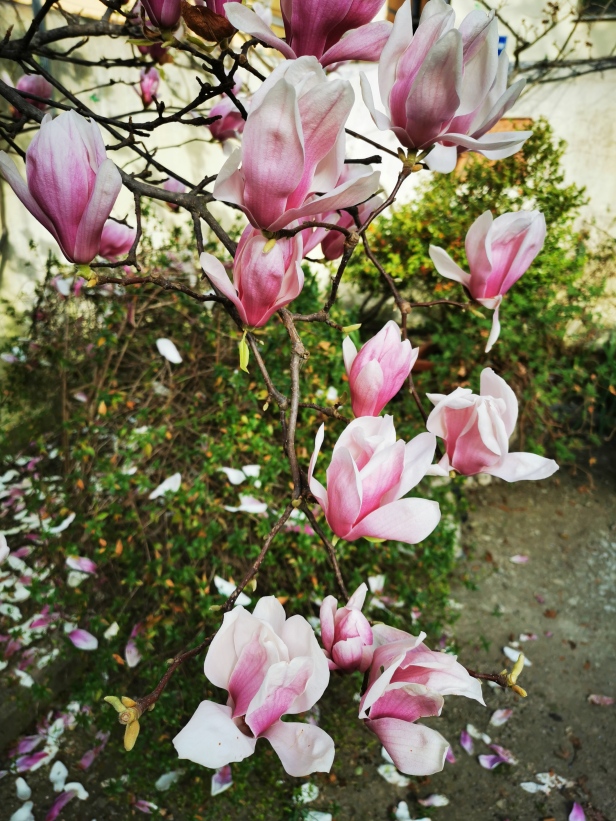 Fiori di magnolia.